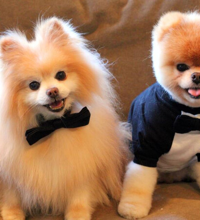 cute, dog and wedding costume