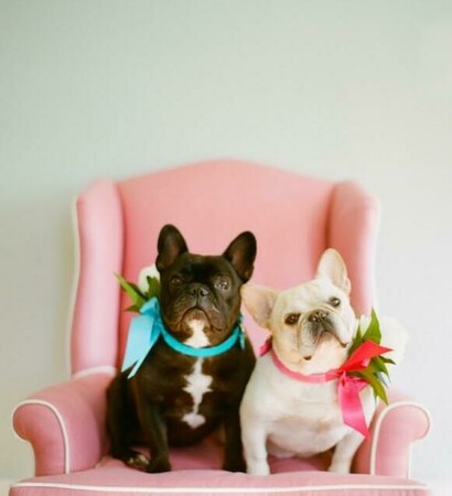 cute, photography and pets