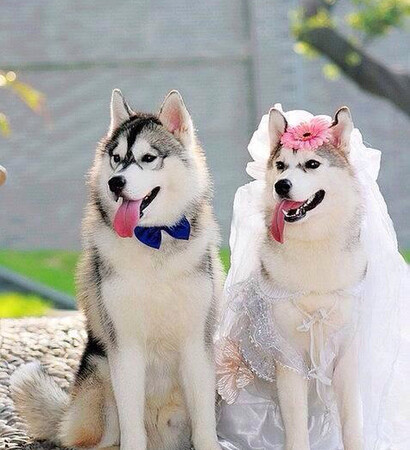 animals, marriage and husky
