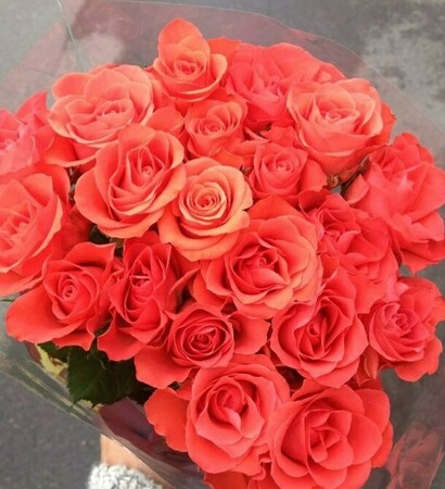 rosas, roses and romantic