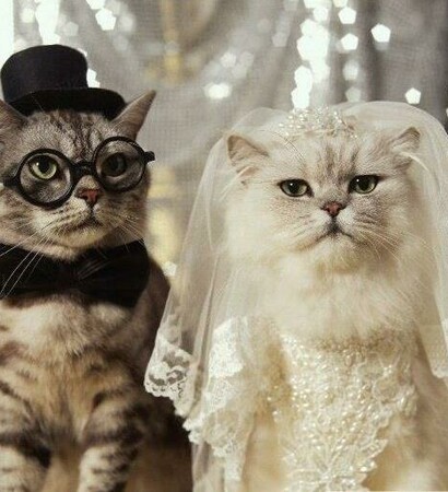 cat wedding