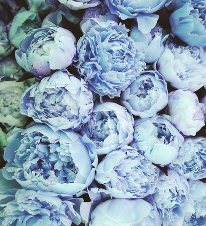 peony, awkward and light