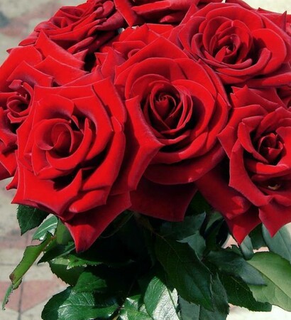 romamce, flowers and roses