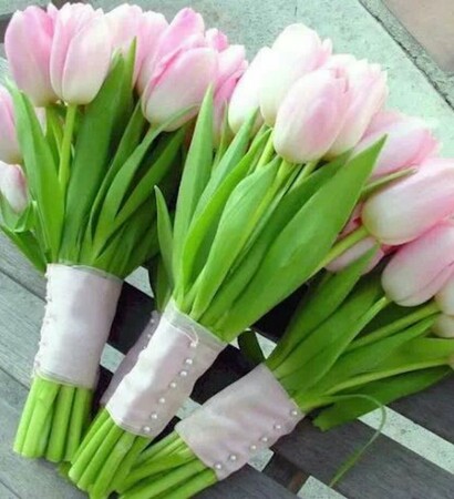 pink, flowers and holland