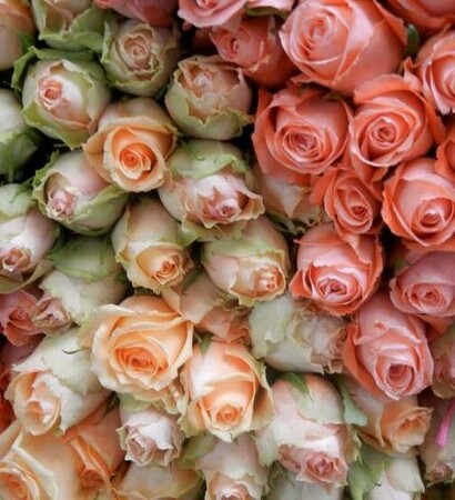 pink, زهري and pink roses