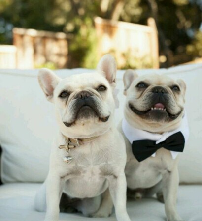 animal, love and pitbull