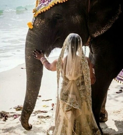 bride, indian wedding and elephant