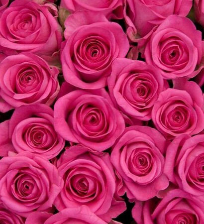 رائع, natural and pink roses