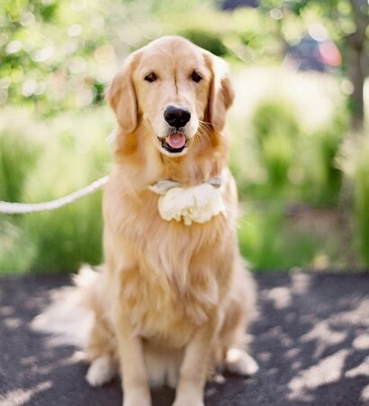 pet, weddings and dog