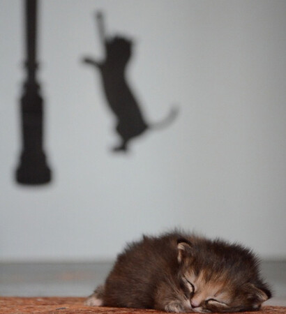 beautiful, sweet and cat