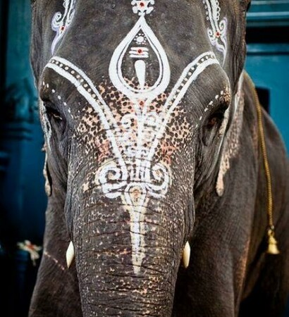 elephant, weddings and india