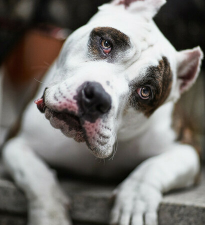 funny, cute and dog
