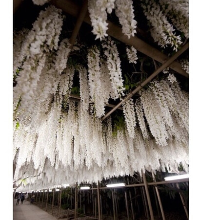 ceiling, baby and flowers