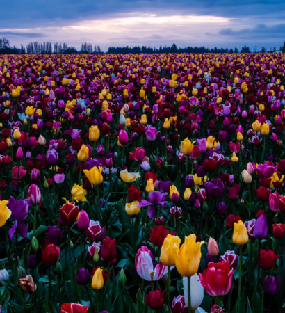 flowers, nature and outdoors