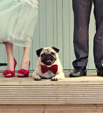 sweet, dog and love it