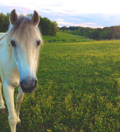 love, scenery and unicorn
