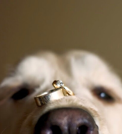 dogs, animals and ring