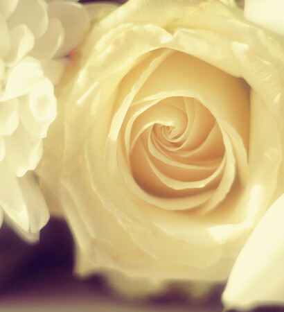 rose, be romantic and pastel yellow