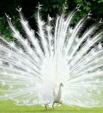 beautifull, amazing and white