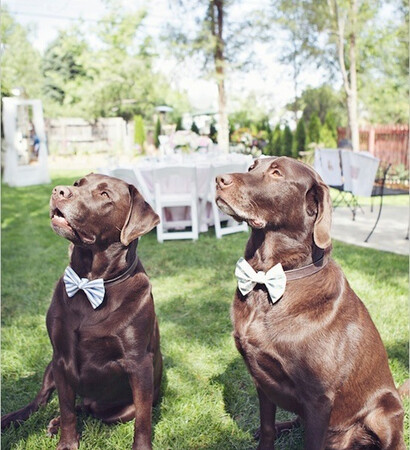 bows, dogs and cute