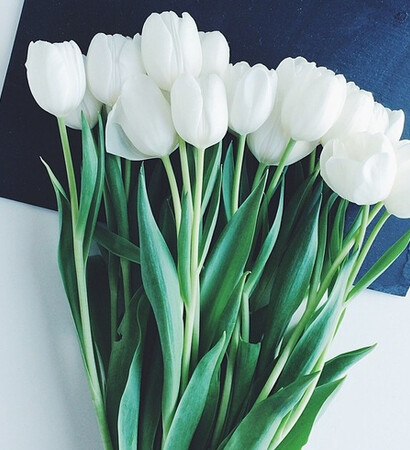 addicted, girl and flower