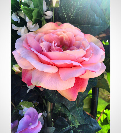 beautiful, pink and rose