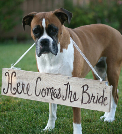 sign, dog and best friend