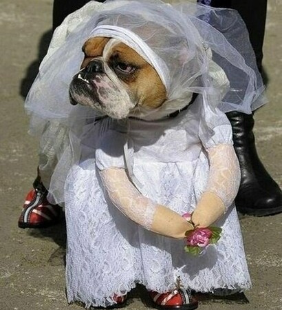 dresswedding, dog and dress wedding
