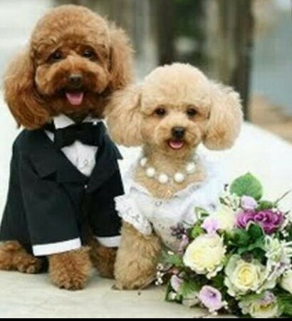 cute, wedding dress and flowers