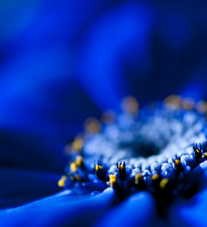 daisy, decor and spring