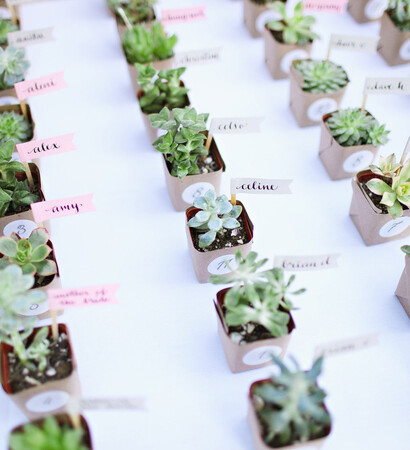gifts, green plants and succulents