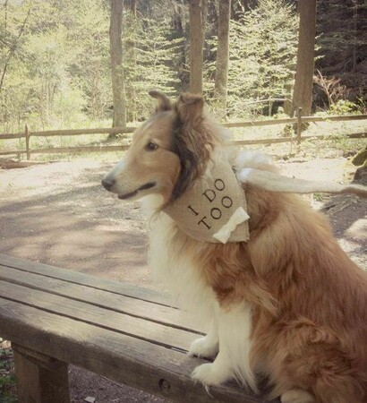promise, best friend and dog