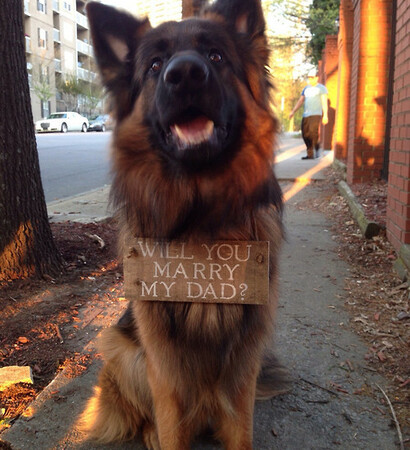 marry, cute and dogs