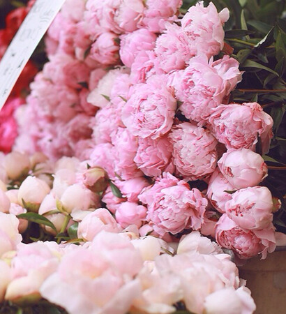 pink, roses and flowers