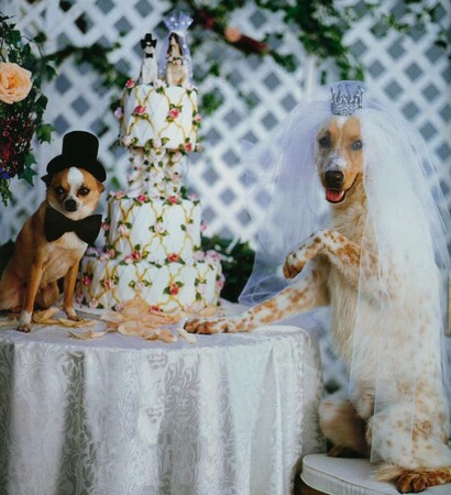 photography, cute and dogs