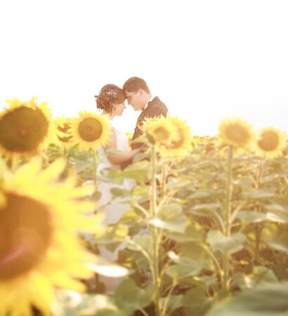 sunflowers, sunflower and romantic