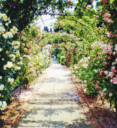 roses, loves and love