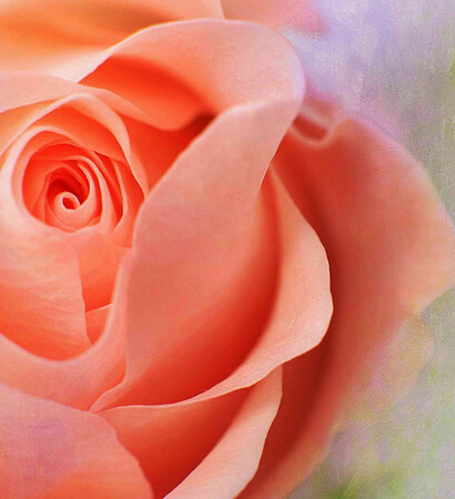 flower, peach and coral