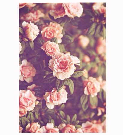 cute, pink roses and beautiful