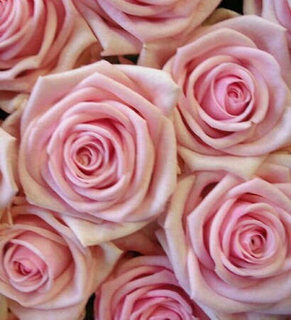 garden, beautiful bouquet and pink roses