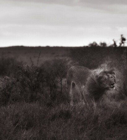 maasai, wildlife and tribe