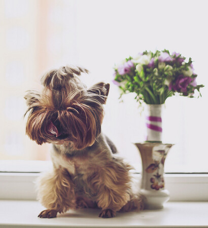hairy, photography and cute