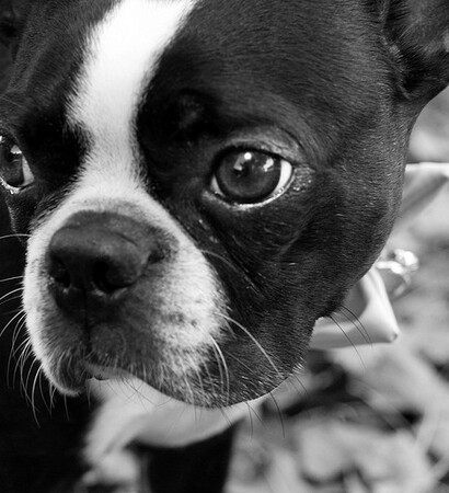 black and white, puppy and boston terrier