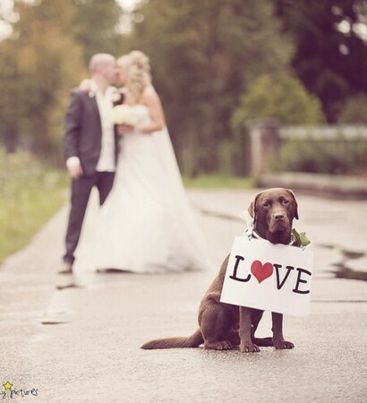 bride, love and dog
