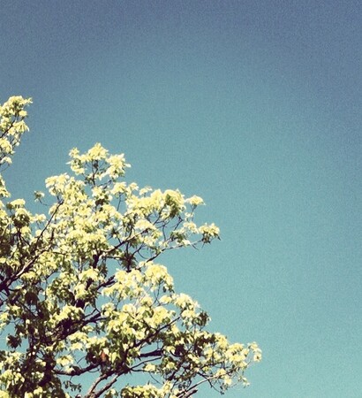 beautiful, leaves and summer