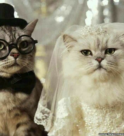 wedding cat, cat and funny picture