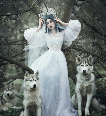 wolf, marry and forest