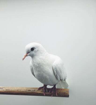plume, birds and ailes