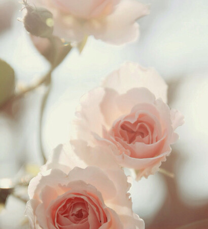 romance, flowers and background