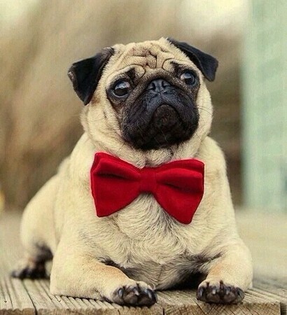 lovely, pug and cute